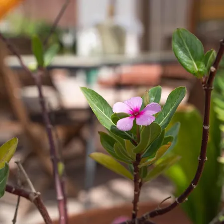 Residenza Fanelli Apartmán Alghero